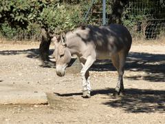 Equus africanus somaliensis
