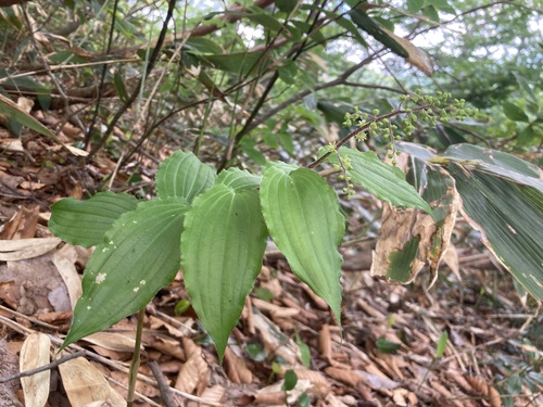 Maianthemum viridiflorum iNat (1)