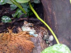 Trachycephalus resinifictrix