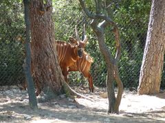 Tragelaphus