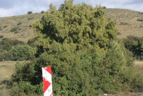 Searsia lancea