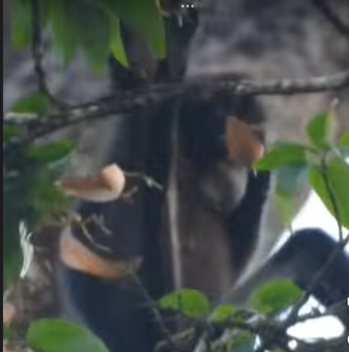 Robinson’s Banded Langur