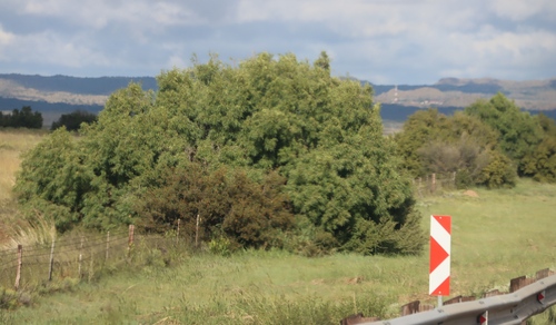Searsia lancea