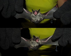 Myotis sibiricus