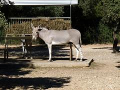Equus africanus somaliensis