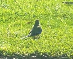 Neophema chrysostoma