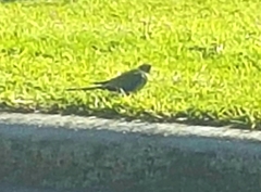 Neophema chrysostoma