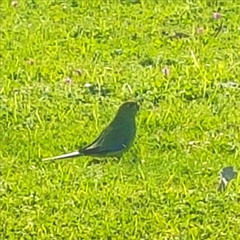 Neophema chrysostoma