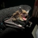 Siberian Bat - Photo (c) Ирина, some rights reserved (CC BY-NC), uploaded by Ирина