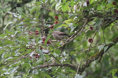 Turdoides plebejus cinerea