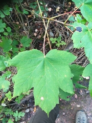 Acer pseudoplatanus