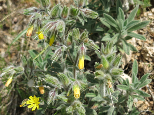 Onosma frutescens, photograph 2