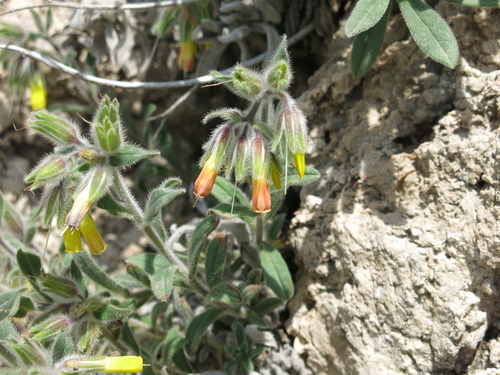 Onosma frutescens, photograph 3