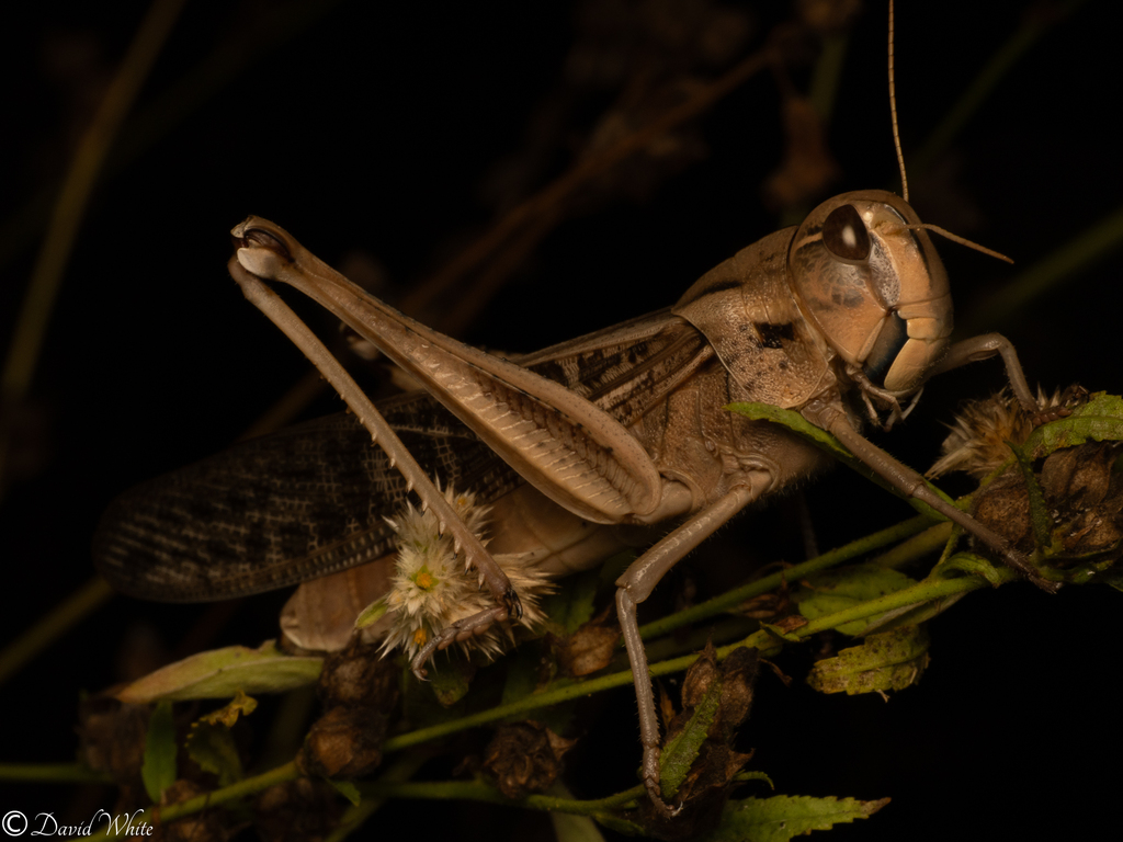 Migratory Locust from Lakefield QLD, Australia on June 4, 2025 at 11:40 ...