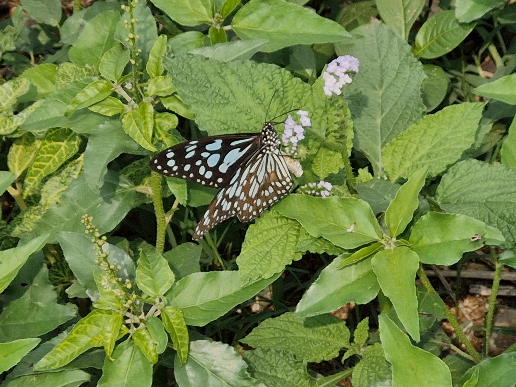Blue Tiger