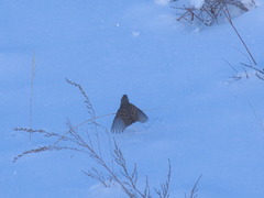 Emberiza cioides