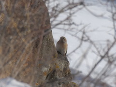 Emberiza cioides