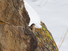 Emberiza cioides