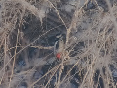 Dendrocopos leucopterus