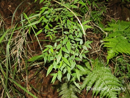 Vaccinium japonicum iNat (3)