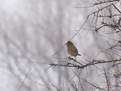 Carpodacus rhodochlamys