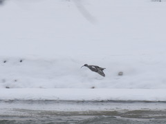 Ibidorhyncha struthersii