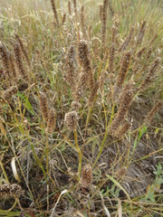 Leonurus glaucescens