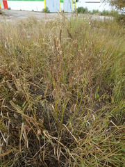 Leonurus glaucescens