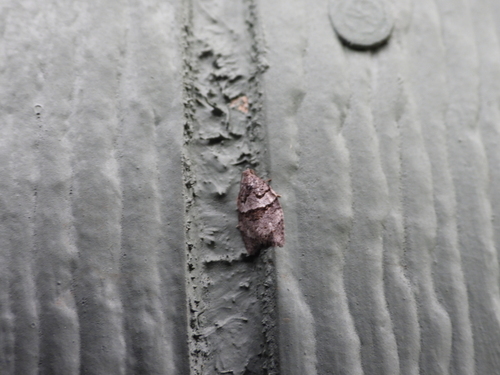 Marbled Button photo 3