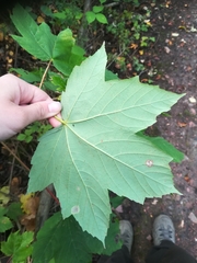 Acer pseudoplatanus