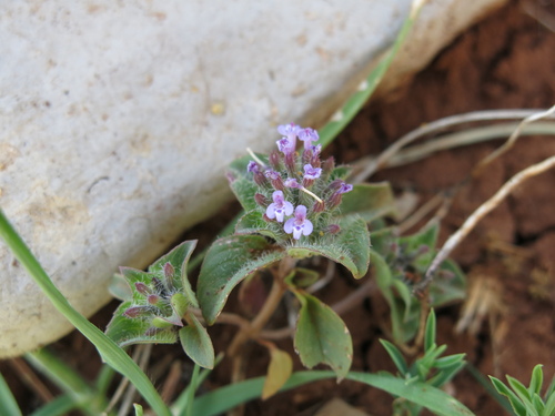 Ziziphora capitata, photograph 4