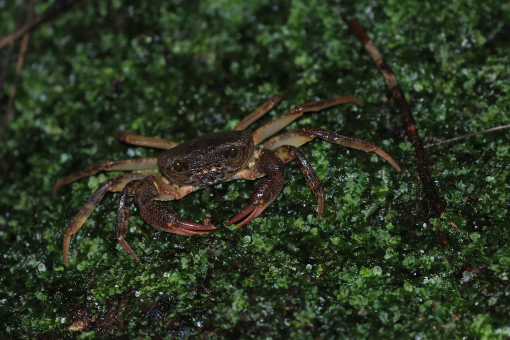 Candidiopotamon kumejimense