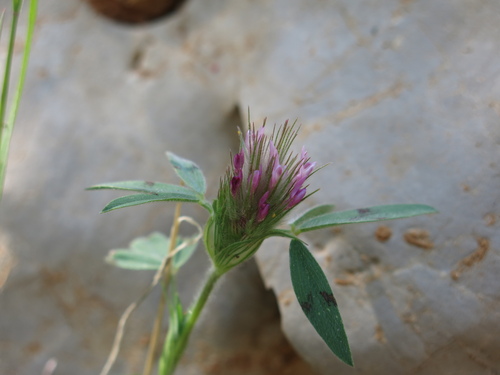 Eastern Star Clover (Trifolium dasyurum)