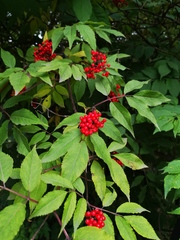 Sambucus kamtschatica