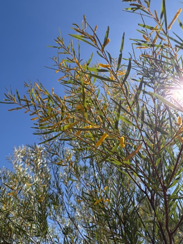 Acacia hammondii observed 2025-06-05