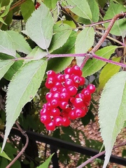 Sambucus kamtschatica