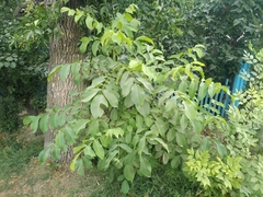 Juglans regia
