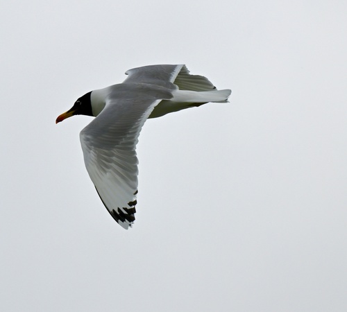Gavión cabecinegro (Larus ichthyaetus)