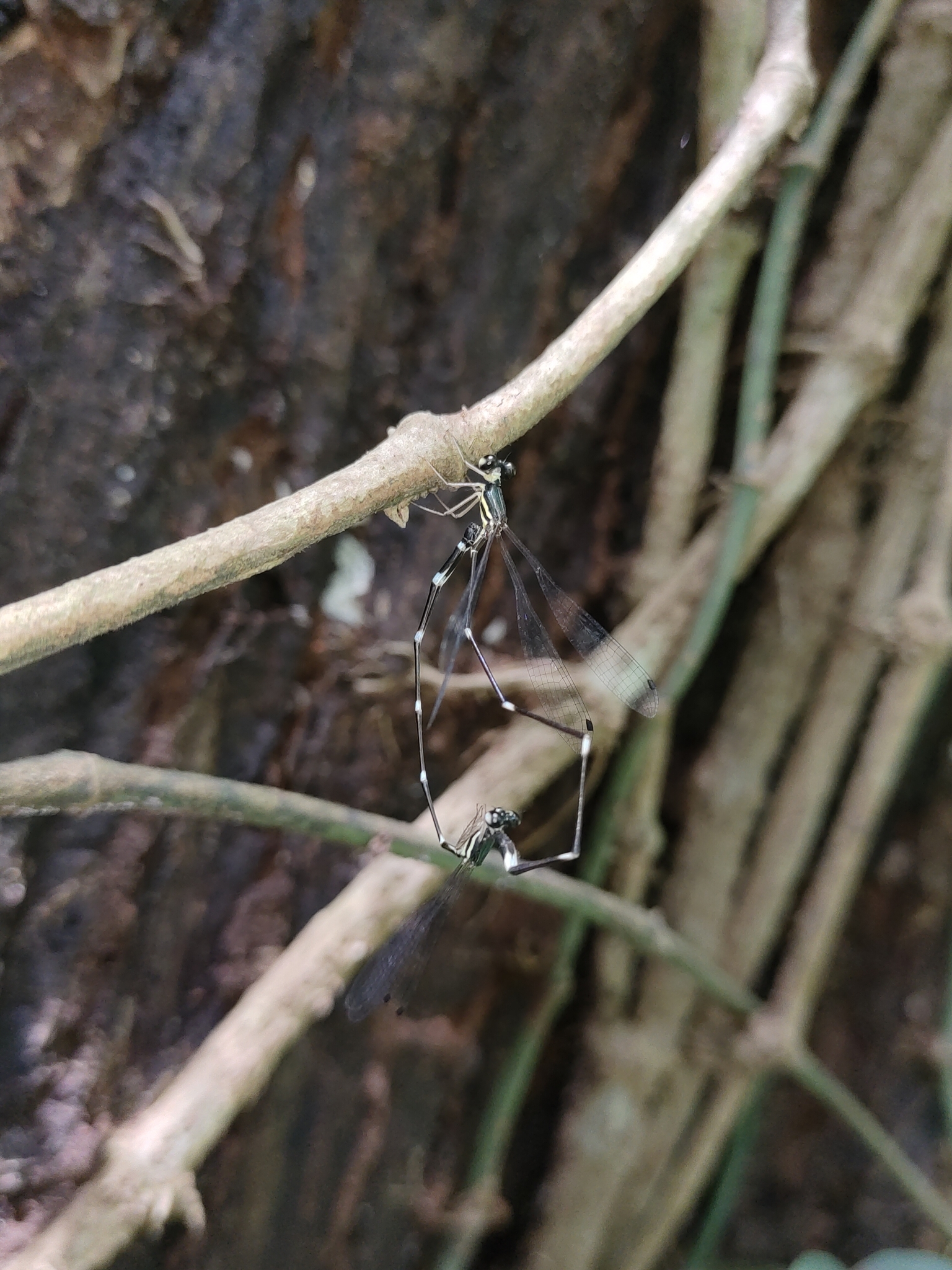 Pied Shadowdamsel