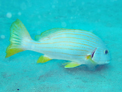 Plectorhinchus chrysotaenia