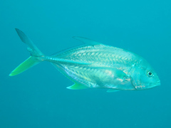 Caranx papuensis