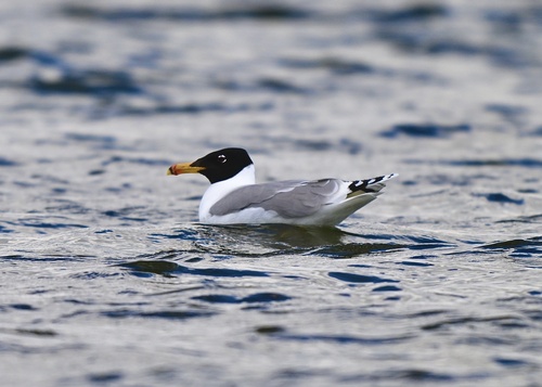 Gavión cabecinegro (Larus ichthyaetus)