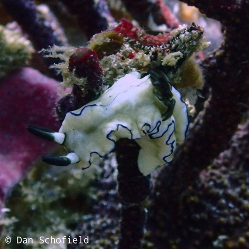 Black-margined Nudibranch (Doriprismatica atromarginata)