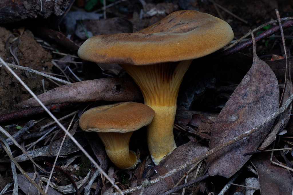 Austropaxillus infundibuliformis · June 2025 · photo: © celadonfern (iNaturalist, cc-by)