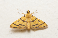 Dichocrocis