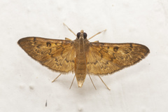 Tatobotys janapalis