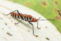 Dysdercus decussatus