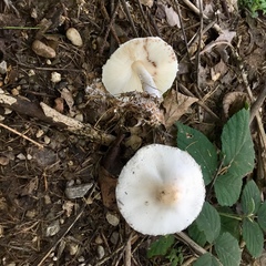 Lepiota erminea