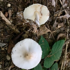 Lepiota erminea