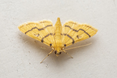 Dichocrocis